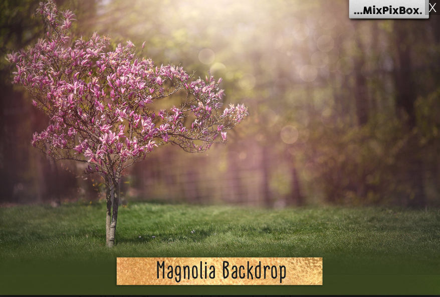 2020 Photo Overlay Bundle: Beach Backgrounds, Dirt Explosion, Stadium Light, Animal Overlays, Ribbon, Floral + more!