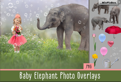 2020 Photo Overlay Bundle: Beach Backgrounds, Dirt Explosion, Stadium Light, Animal Overlays, Ribbon, Floral + more!