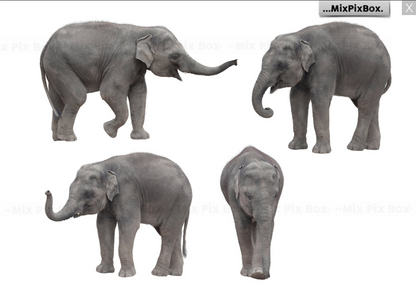 2020 Photo Overlay Bundle: Beach Backgrounds, Dirt Explosion, Stadium Light, Animal Overlays, Ribbon, Floral + more!